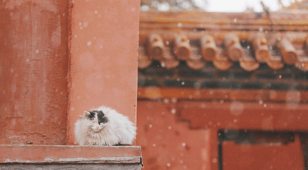 下雪中的北京   记得雪中故宫里的猫