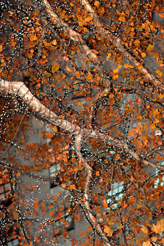 Festive Tree, 欢庆之树, 2017 30 x 20 in. (76.2 x 50.8 cm) Digital inkjet print on fine art archival paper 收藏级数码微喷