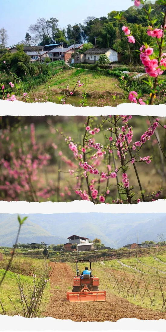 三生三世桃花节