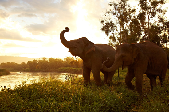 在天然栖息环境中挥洒天性的亚洲象@ 金三角亚洲象基金会象园