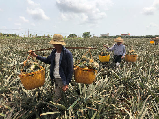 在农行信贷支持下，许多菠萝种植户迎来大丰收