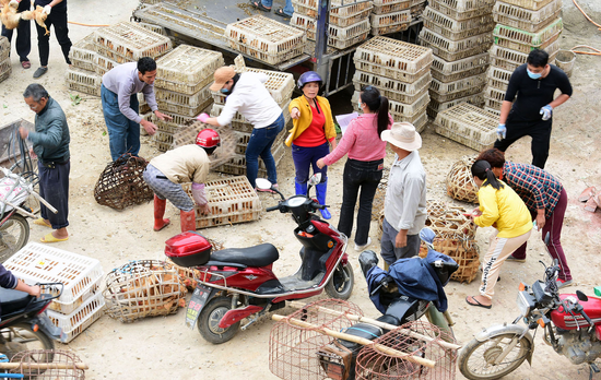 湛江市税务局扶贫工作队向贫困户赠送鸡苗