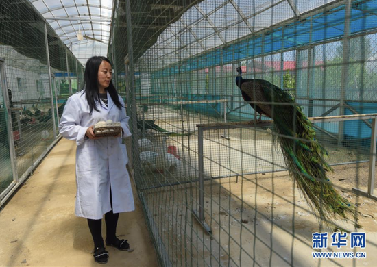 周海南在内蒙古兴安盟乌兰浩特市义勒力特镇蒙雀养殖专业合作社照料孔雀。养殖孔雀带动贫困户脱贫致富(2018年5月21日摄)。新华社记者 彭源 摄