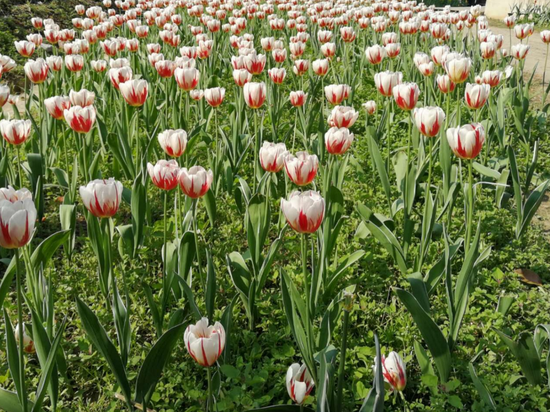 龙架山花海