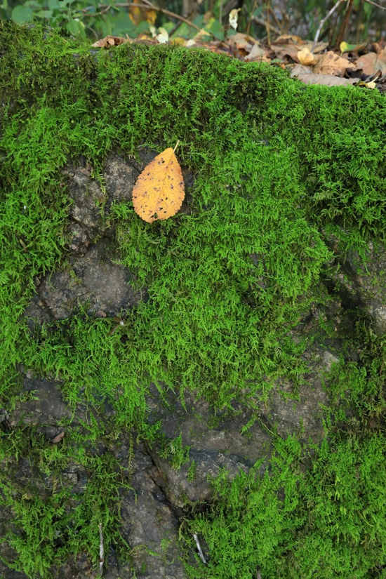 茅兰沟的苔藓植物构成了特殊的意境