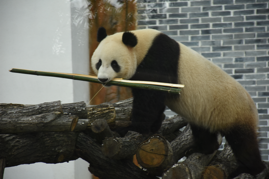 大熊猫“府府”正爬上木架
