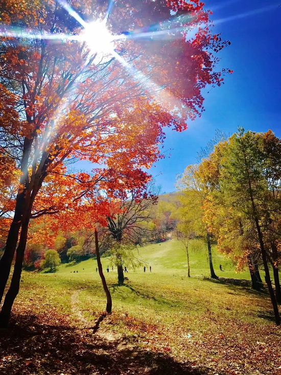 秋天的童话之岭上枫林风景区