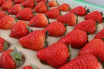鲁美毕业生回乡创业种草莓 年创200多万销售额