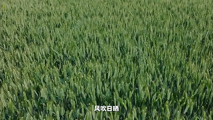 何以中国丨田地里的“博物馆”