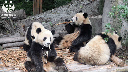 成都大熊猫繁育研究基地。