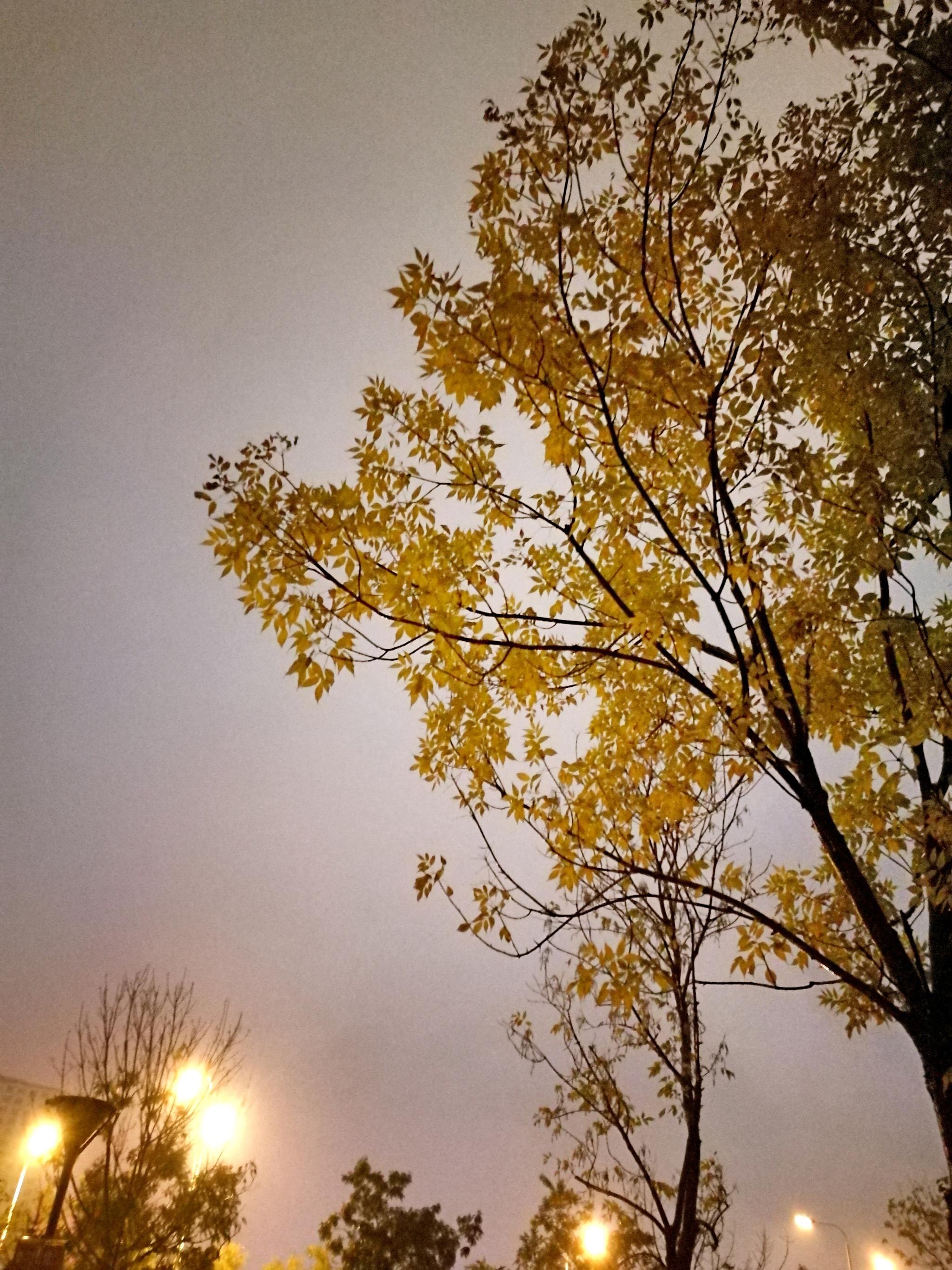 夜暮下秋雨中的美景|秋雨|美景|夜色_新浪网