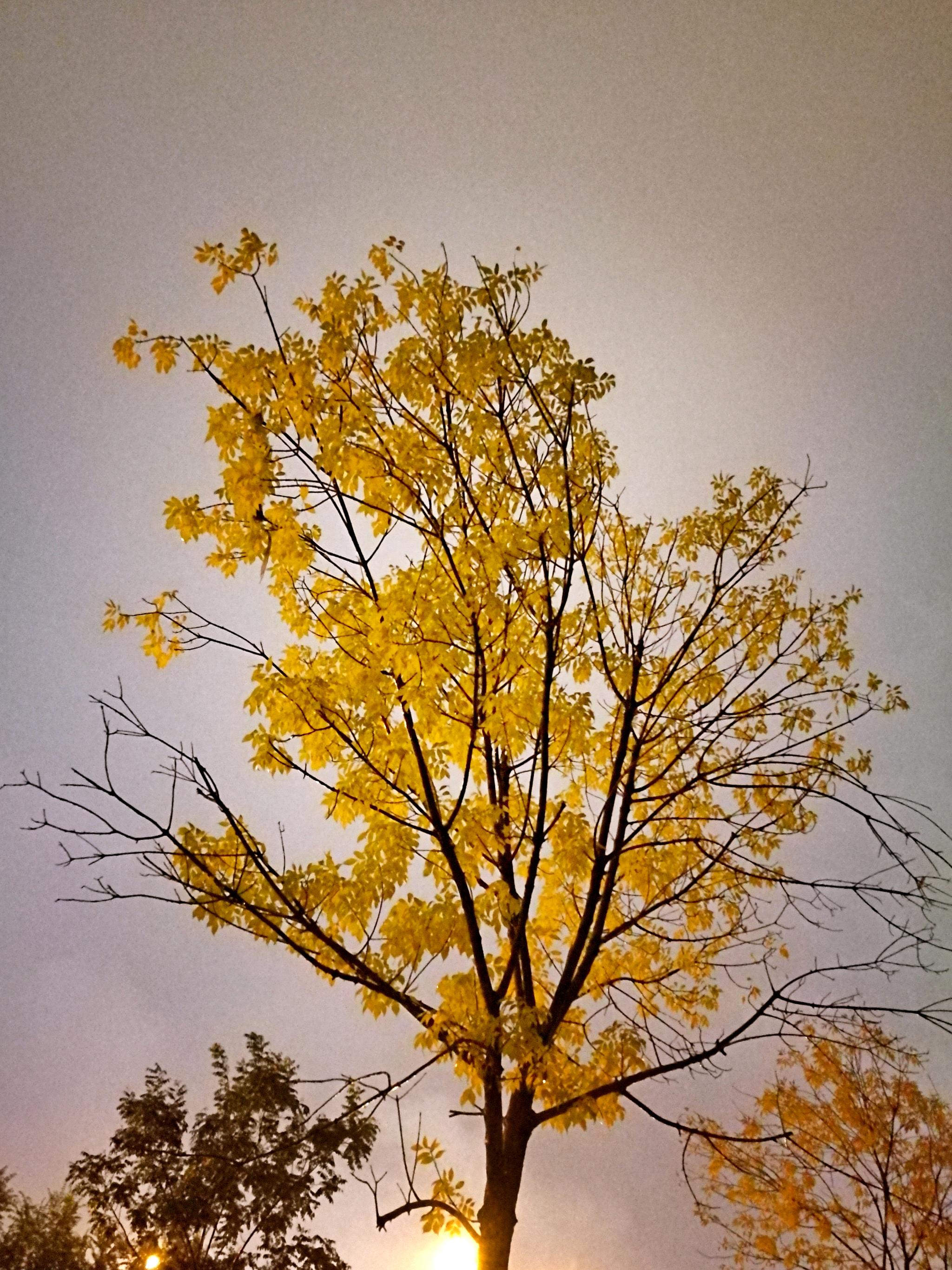 夜暮下秋雨中的美景|秋雨|美景|夜色_新浪网