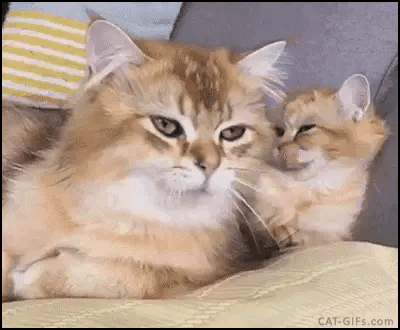 在猫妈带娃的过程之中,为了让小猫咪日后可以独立去生存,它还会给小猫