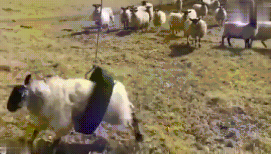 羊真是最会给自己创造快乐的动物之一