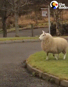 羊真是最会给自己创造快乐的动物之一