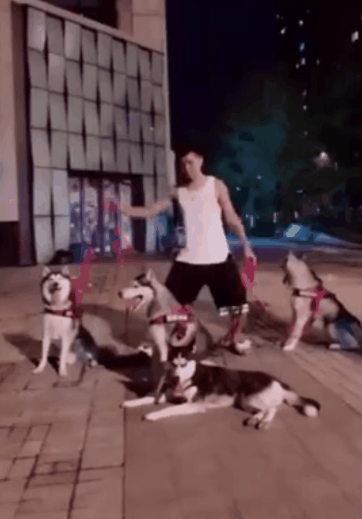 穿拖鞋遛狗,谁给你的勇气?二哈:我今天就教你做人