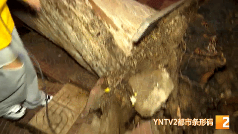 吓得够呛!30米桉树轰然倒下,汽车玻璃被砸出大洞,多部门紧急排查隐患