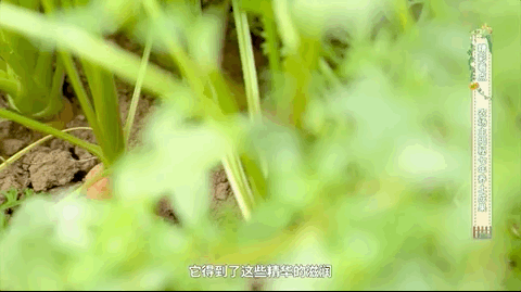 《从农场到餐桌》本期精彩看点:探寻“小人参”有机胡萝卜!
