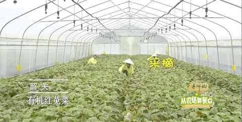 《从农场到餐桌》本期精彩看点:探寻“长寿菜”有机红苋菜!