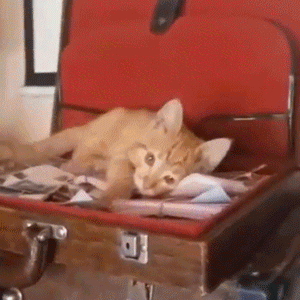 橘猫从酒吧盗走整捆钞票,被当场抓获,时隔几日又再犯!