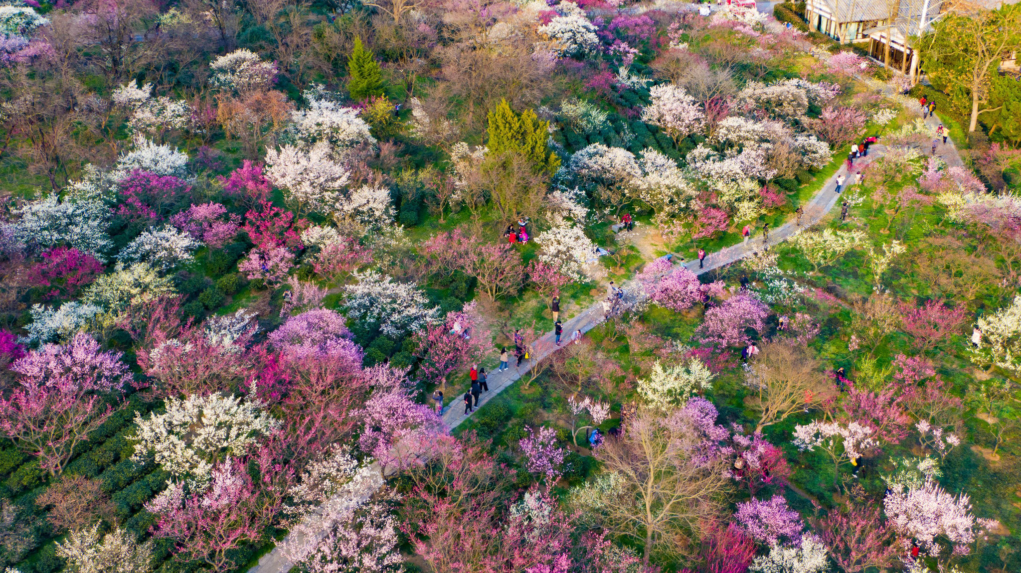 南京梅花山三万余株梅花惊艳绽放!