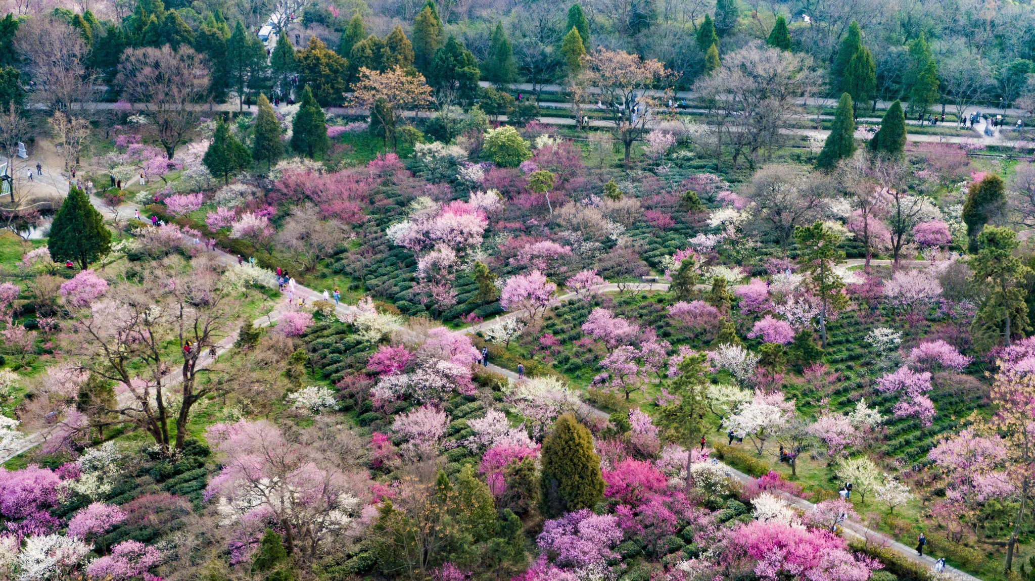 南京梅花山三万余株梅花惊艳绽放!