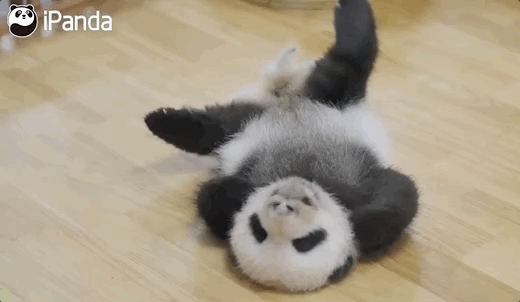 图自@iPanda熊猫频道