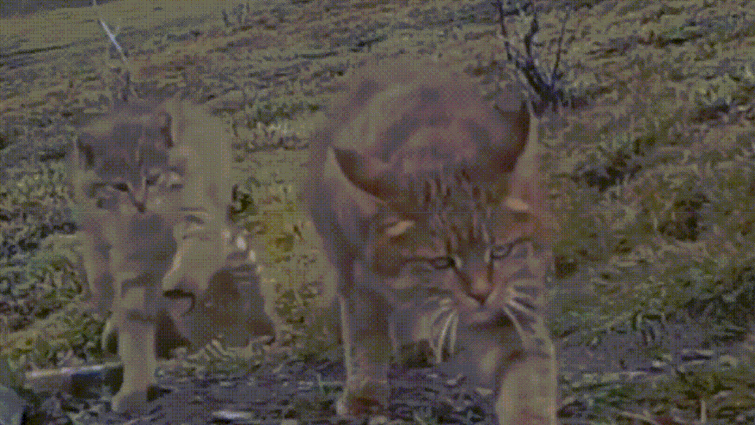 荒漠猫幼崽和妈妈在玩捉迷藏的游戏。来源／山水自然保护中心 制图/赵芳