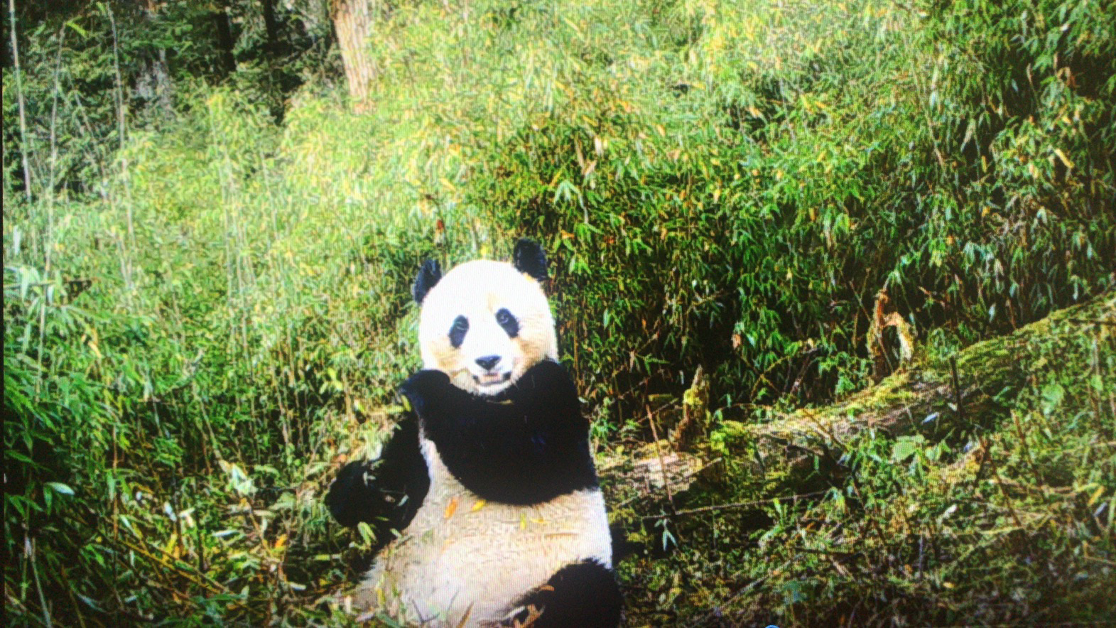 图为红外相机拍摄的野生大熊猫吃竹子画面.