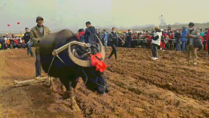 现在农村一般用机械化耕地多,养牛的也比较少,而他们这个地方因为山多
