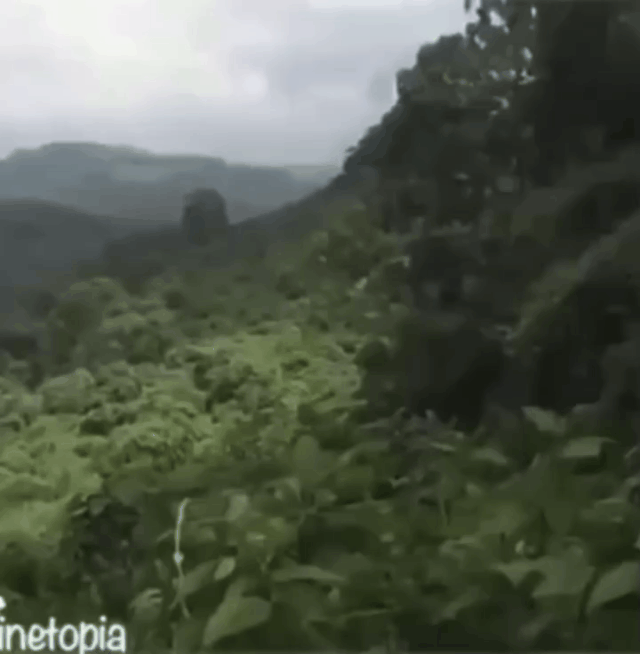 蓝衣黑人表情包