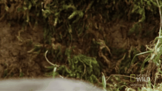 你你你你要跳舞吗。| youtube-Nat Geo WILD