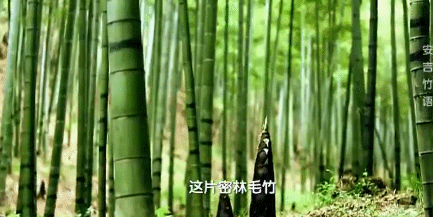 △安吉竹子已经成了安吉的符号