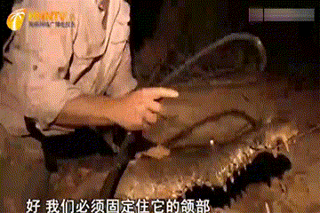 鳄鱼满身“大汉”