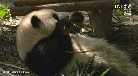 @pandapia熊猫乌托邦