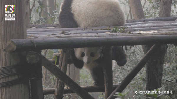 @pandapia熊猫乌托邦