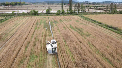 无人农机正在收割冬小麦