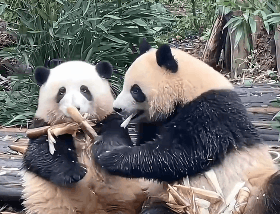 △花花被“夺笋”