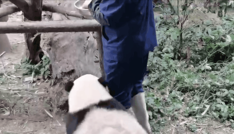 △花花抱住谭爷爷的腿讨食