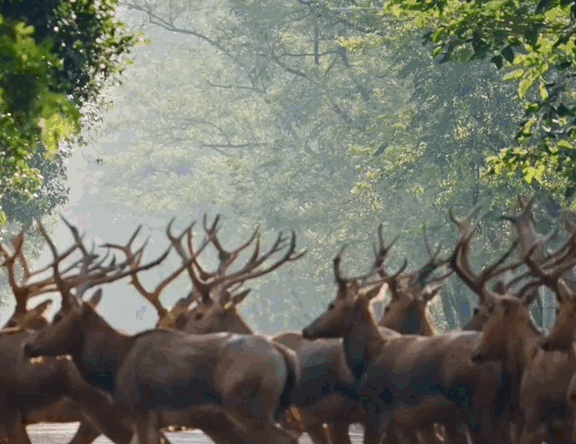△麋鹿角似鹿、脸似马、蹄似牛、尾似驴，被称为“四不像”。
