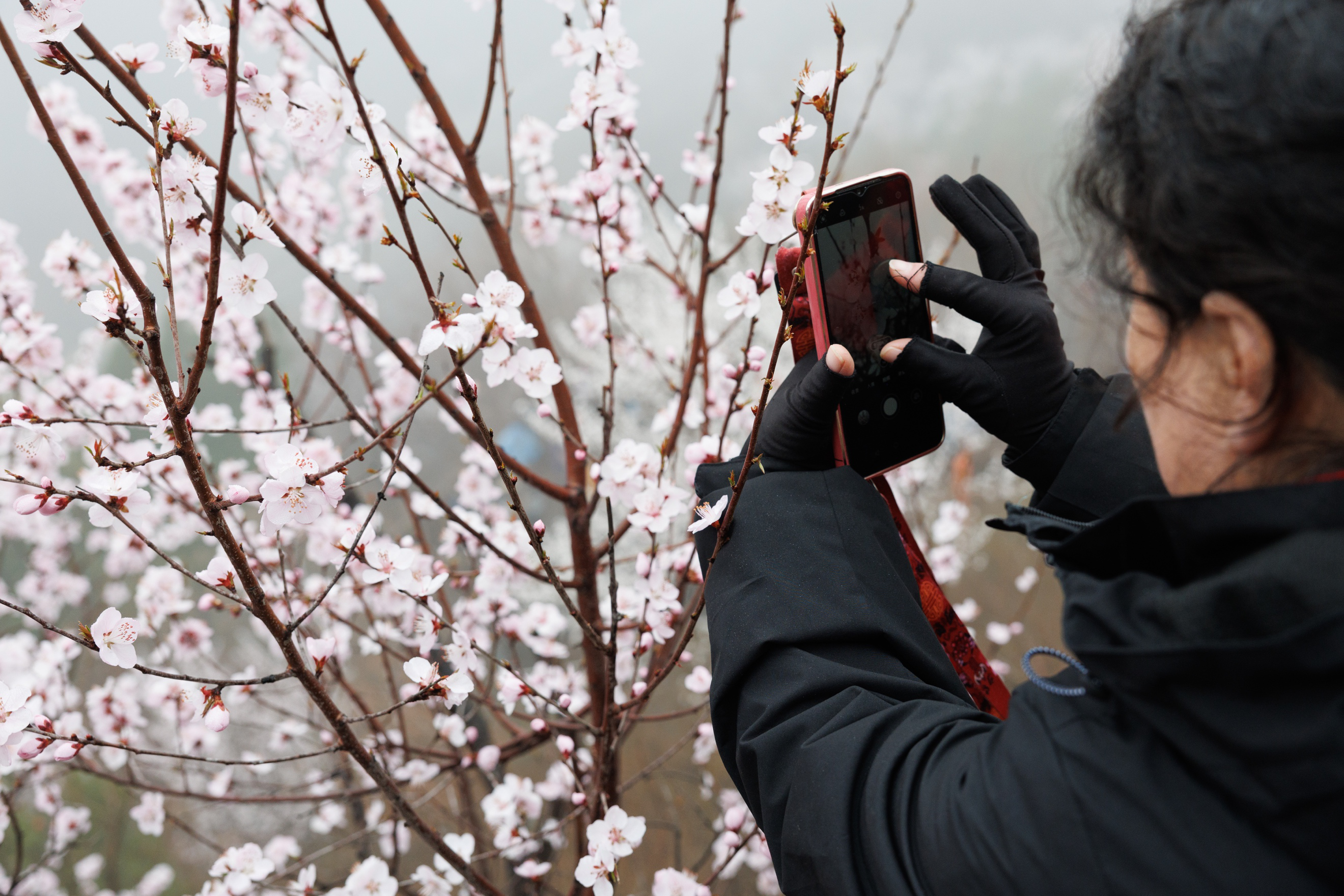 居庸關花海棧道，遊客拍攝盛開的山桃花。新京報記者 王子誠 攝