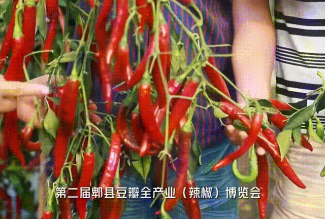 △第二届“辣博会”。图据乡村振兴博览园