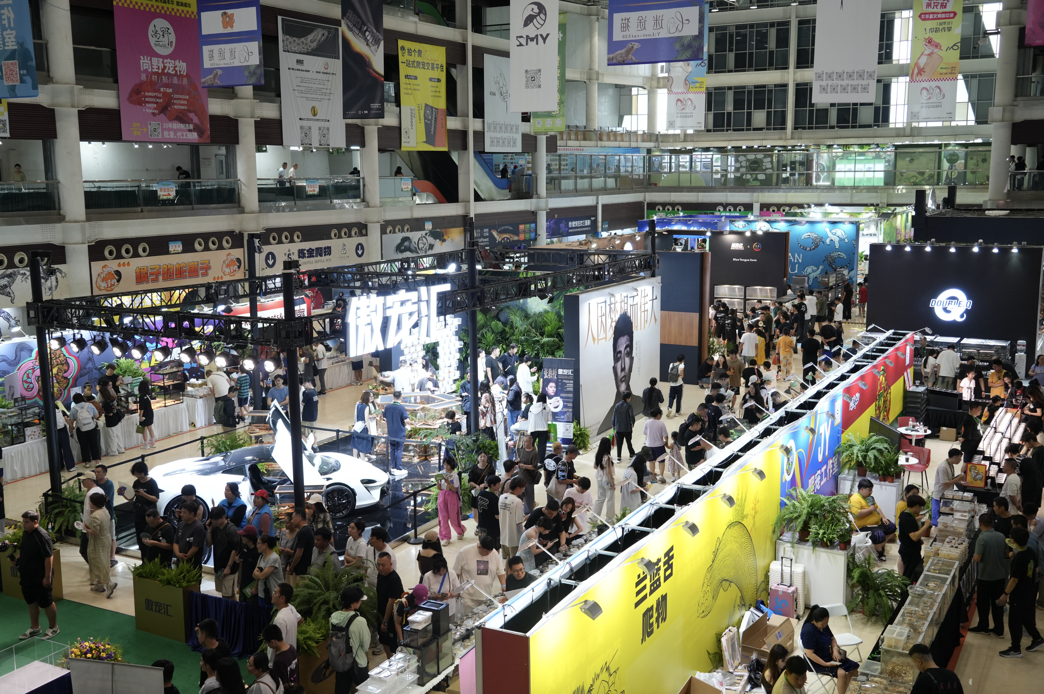 爬宠嘉年华开幕 各类爬宠精彩来袭