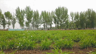 △习近平考察的有机黄花标准化种植基地去年产值6500万元,贫困户户均收入14800元。基地工作人员说,今年克服疫情影响,预计产值可达8000万元。(总台央视记者康晓宇拍摄)