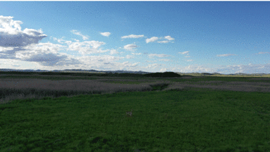 看，有一只傻狍子。刘长永摄