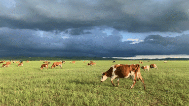 乌云密布下的金莲川草原，风景美如画。奥蓝 摄