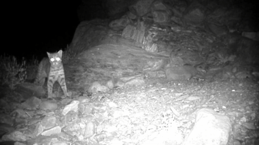 宁夏贺兰山地区首次监测到野生豹猫