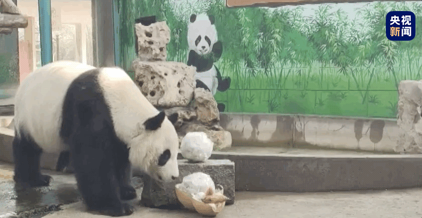 天津动物园为动物们打造私人定制的“元宵”