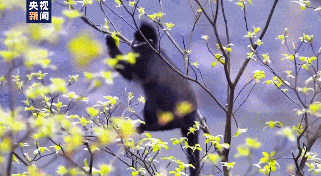 罕见记录！野生黑叶猴觅食现场 春日气息感受一下