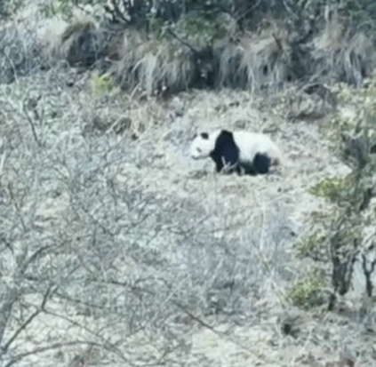 又见野生国宝！村民偶遇大熊猫下山 体型壮硕憨态可掬
